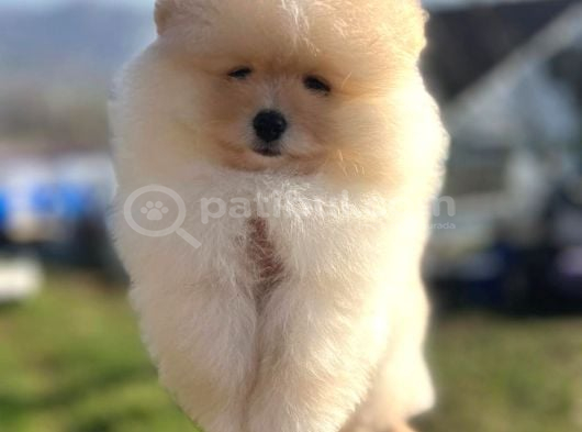 Pomerian Boo Ayı Surat Pofuduk Dişi Yavrumuz görsel