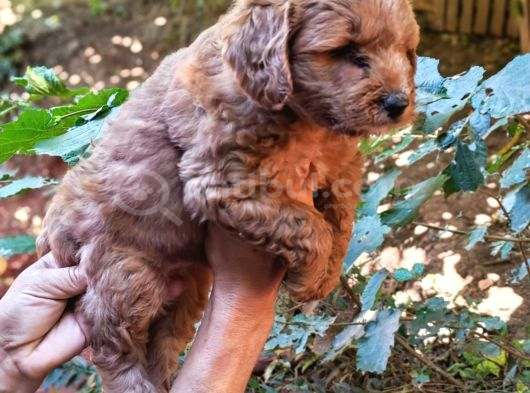 Harika Maltipo Bebekler Poodle Gibi görsel