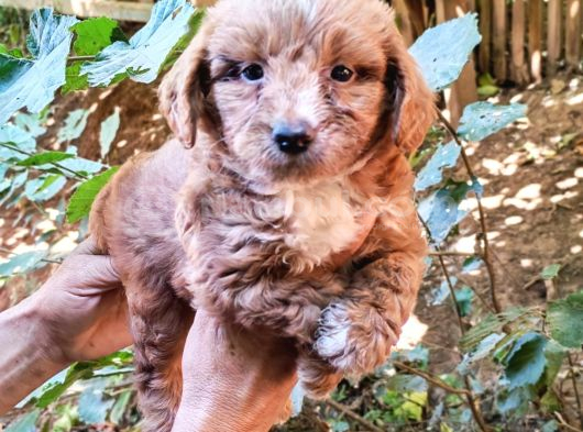 Harika Maltipo Bebekler Poodle Gibi görsel
