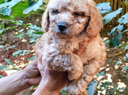 Harika Maltipo Bebekler Poodle Gibi görsel