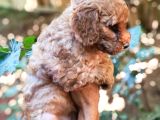 Harika Maltipo Bebekler Poodle Gibi