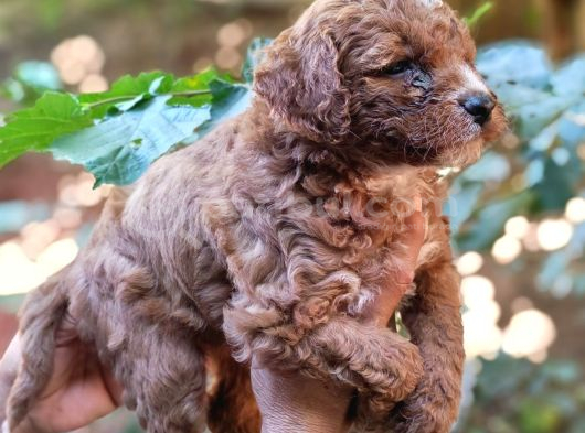 Harika Maltipo Bebekler poodle gibi