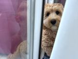 Ücretsi̇z Maltipoo Kızımıza Ömürlük Yuva Arıyoruz
