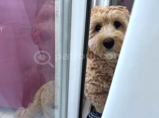Ücretsi̇z Maltipoo Kızımıza Ömürlük Yuva Arıyoruz görsel