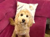Ücretsi̇z Maltipoo Kızımıza Ömürlük Yuva Arıyoruz