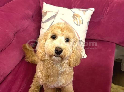 Ücretsi̇z Maltipoo Kızımıza Ömürlük Yuva Arıyoruz görsel