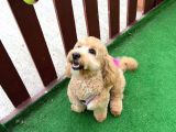 Ücretsi̇z Maltipoo Kızımıza Ömürlük Yuva Arıyoruz