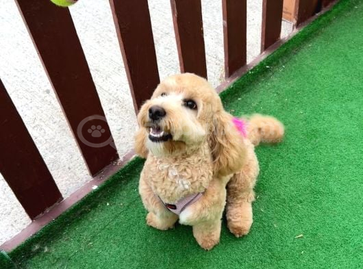 Ücretsi̇z Maltipoo Kızımıza Ömürlük Yuva Arıyoruz görsel