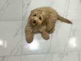 Ücretsi̇z Maltipoo Kızımıza Ömürlük Yuva Arıyoruz