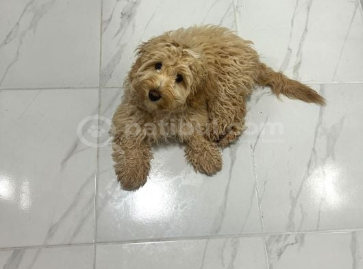 Ücretsi̇z Maltipoo Kızımıza Ömürlük Yuva Arıyoruz görsel