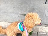 ÜCRETSİZ maltipoo kızımıza ömürlük yuva arıyoruz