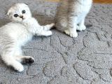 Silver Tabby Scottish Fold İstanbul