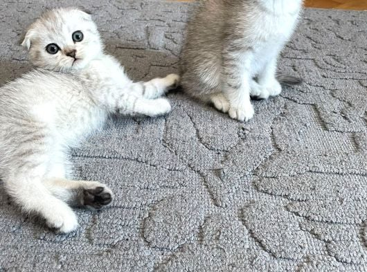 Silver Tabby Scottish Fold İstanbul görsel