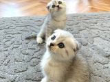 Silver Tabby Scottish Fold İstanbul