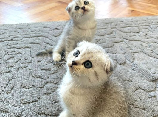 Silver Tabby Scottish Fold İstanbul görsel