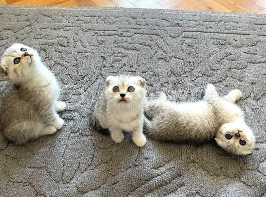 Silver Tabby Scottish Fold İstanbul görsel