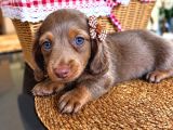 Long Hair Dachshund Yavru
