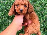 Orjinal Toy Poodle Yavrularımız Kg Garantili