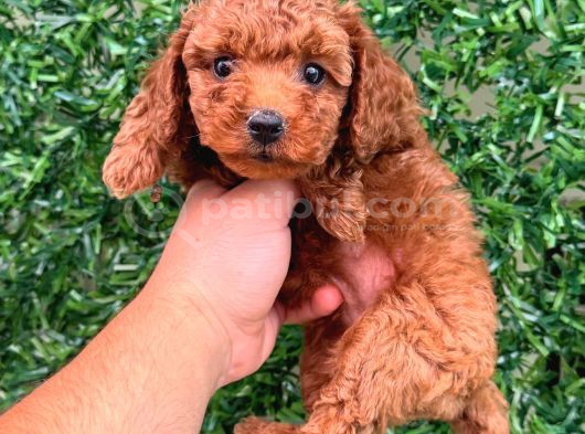 Orjinal Toy Poodle Yavrularımız Kg Garantili