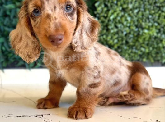 Longhair Merle Dachshund Yavru görsel