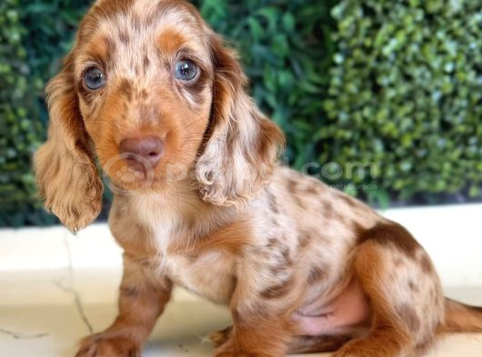 Longhair Merle Dachshund Yavru