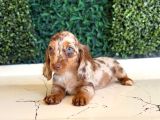 Longhair Merle Dachshund Yavru