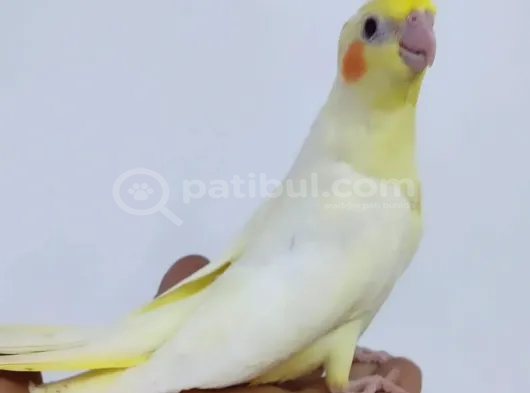ÇOK KONUSAN OYUN HAMURU LİMON