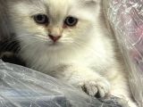 Minik Kutup Ayi Lari Teslime Hazir