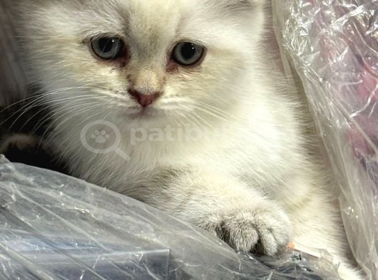 Minik KUTUP AYI lari Teslime hazir