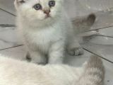 Minik Kutup Ayi Lari Teslime Hazir