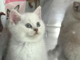 Minik Kutup Ayi Lari Teslime Hazir