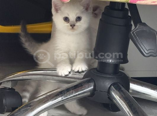 Minik Kutup Ayi Lari Teslime Hazir görsel