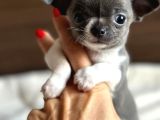 Renk Renk Chihuahua Yavrular