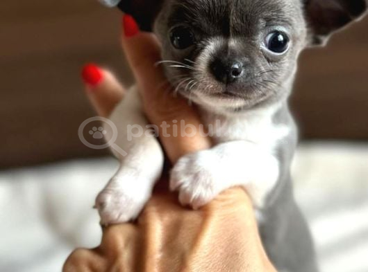 Renk Renk Chihuahua Yavrular görsel