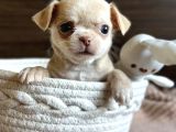 Renk Renk Chihuahua Yavrular