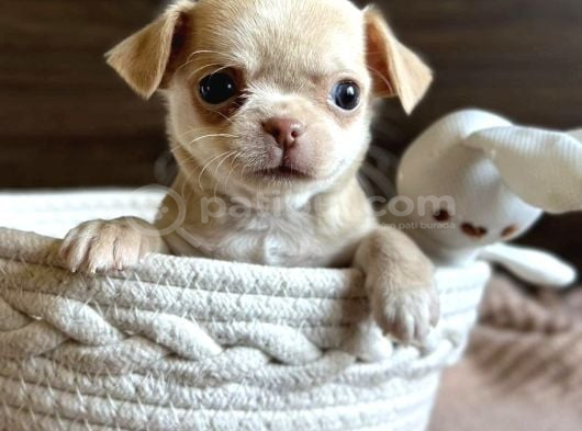 Renk Renk Chihuahua Yavrular görsel