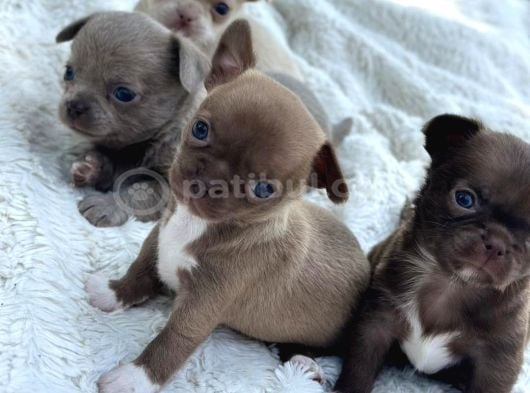 Renk Renk Chihuahua Yavrular görsel