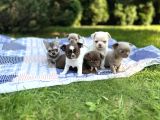 Renk Renk Chihuahua Yavrular