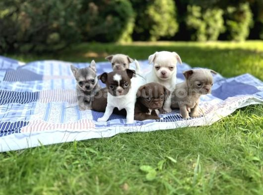 Renk renk chihuahua yavrular