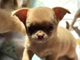 Renk Renk Chihuahua Yavrular