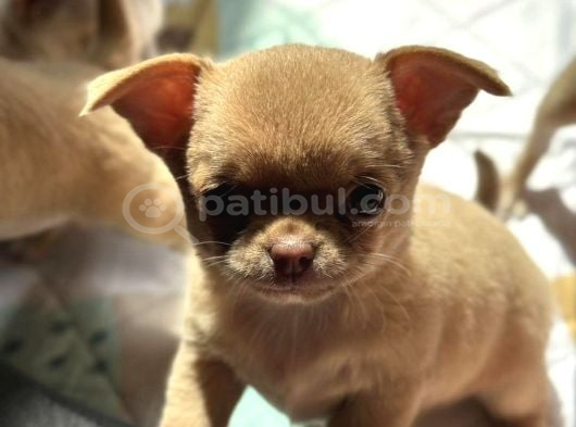 Renk Renk Chihuahua Yavrular görsel