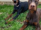 Herşeyi Full Estetikli Eğitimli Doberman