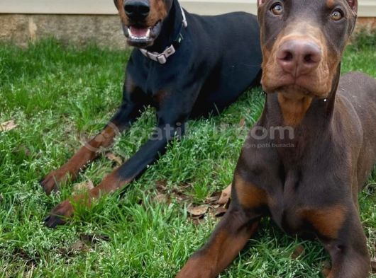 Herşeyi Full Estetikli Eğitimli Doberman görsel