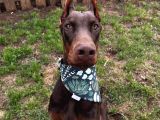 Herşeyi Full Estetikli Eğitimli Doberman