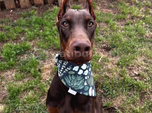 Herşeyi full estetikli eğitimli doberman