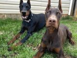 Herşeyi Full Estetikli Eğitimli Doberman