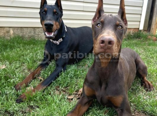 Herşeyi Full Estetikli Eğitimli Doberman görsel