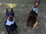 Herşeyi Full Estetikli Eğitimli Doberman