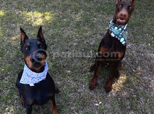 Herşeyi Full Estetikli Eğitimli Doberman görsel