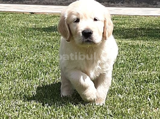 Efsane Güzel Golden Yavrulari̇ İstanbul görsel